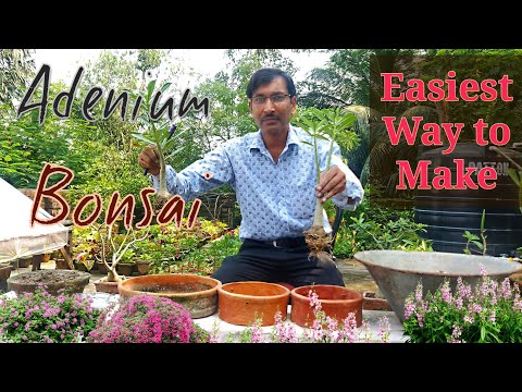 Adenium Bonsai : Easiest Way to Make it