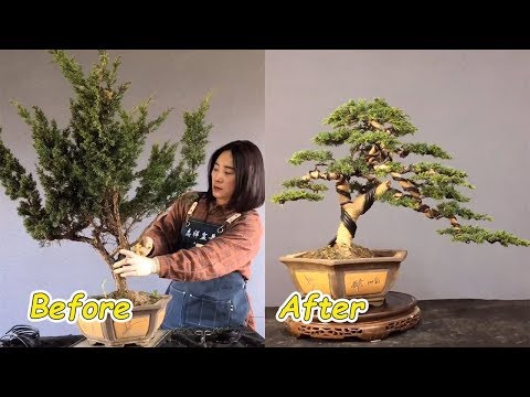 How to bend a bonsai - great bonsai bending skills #49