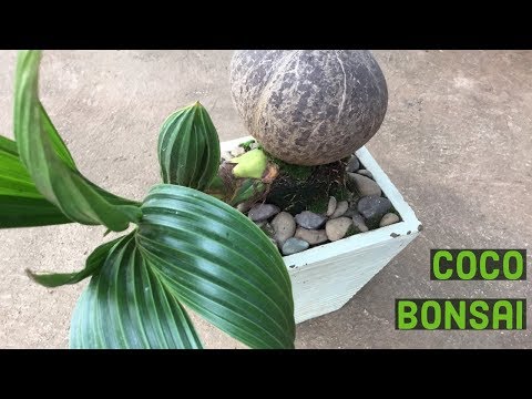 How to Do Coconut Bonsai