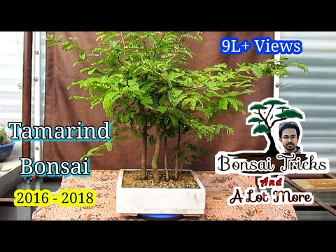 Tamarind Bonsai Forest from seeds - Complete Guide