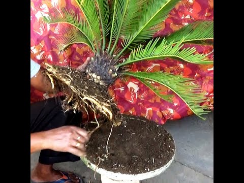 How to make bonsai sago palm (cycas plant)