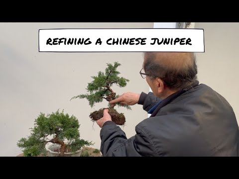 How to Refine a Juniper