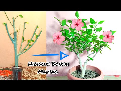 Hibiscus Bonsai From Cutting || How To Start A Hibiscus Bonsai