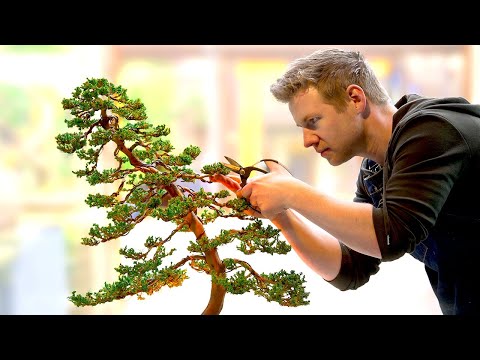 Learning the Ancient Art of Bonsai - in 1 Day