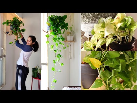 My Secret to Bushy and Longer Money Plant (Pothos)