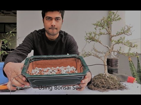 How to Repot Bonsai | Carmona Bonsai ( Fukien Tree )