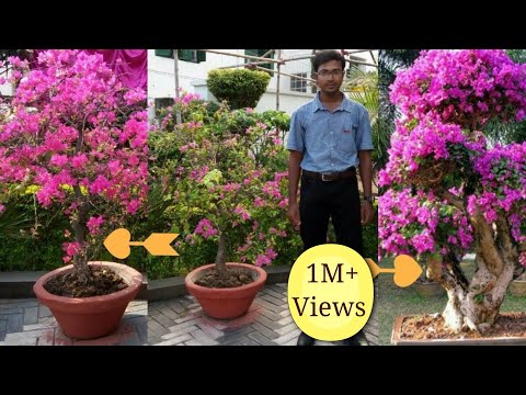 How to make a Bougainvillea bonsai