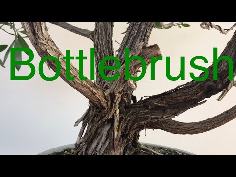 Bonsai - Bottlebrush tree styling and pruning - July 13 2019