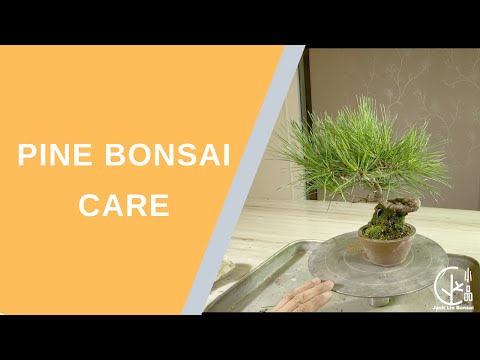 Pine Bonsai Tutorial - Maintain Black and White Pine Bonsai Trees [Decandle/Pruning] 盆栽教學- 如何整理松樹