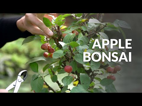 Making an Apple Bonsai tree