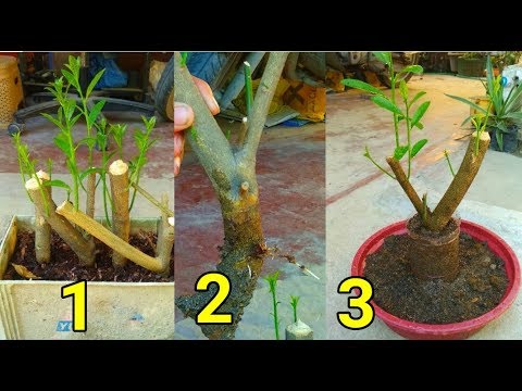 How to make lemon tree from cutting to bonsai..