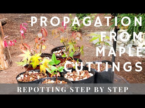 Successful Japanese Maple Propagation from Cuttings - Repotting Step by Step