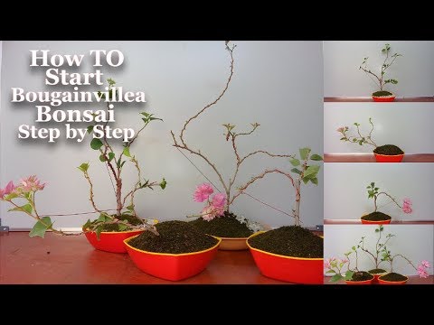 How to Start Bougainvillea Bonsai Step by Step & Growing Tips//GREEN PLANTS