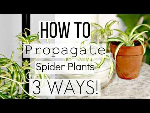 How To Propagate Spider Plants The Correct Way! | Best 3 Ways To Propagate Spider Plantlets!