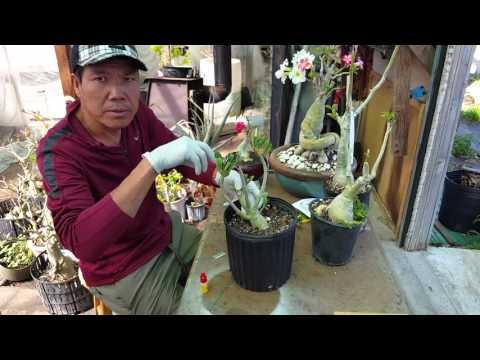 How to - Grafting Adenium Desert Rose Technique Part 1