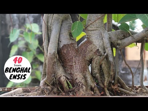 How to Make Banyan Tree Bonsai | Grow Banyan Bonsai