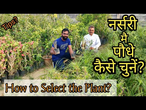 Tips for How to Choose a Healthy Plant In Nursery | घर पर पौधे की कैसे करें देखभाल  #Nursery