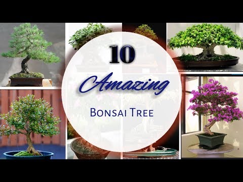 Top 10 Bonsai Tree / best Trees Available In India For Bonsai /simple bonsai tree