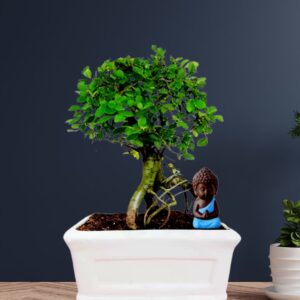 ceramic plant pot bonsai plant