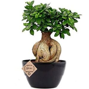 ficus indoor bonsai plant