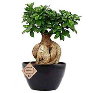 Buy Aerial Root Ficus Bonsai 10 Year 35 cm - S-Shaped Bonsai In A Ceramic  Pot