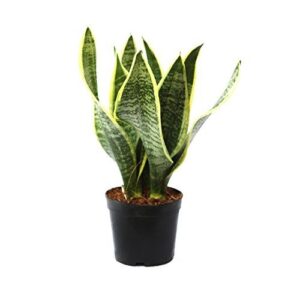 Best Air Purifying Indoor Plants