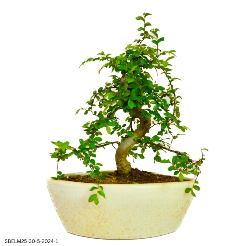 5 Years Old Chinese Elm Bonsai Plant in Ceramic Pot on Desk 25-30 CM