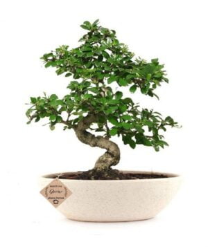 Bonsai Tree Online
