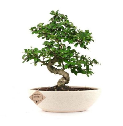 Top 10+ Best Bonsai Trees For Indoors That Requires No Maintenance