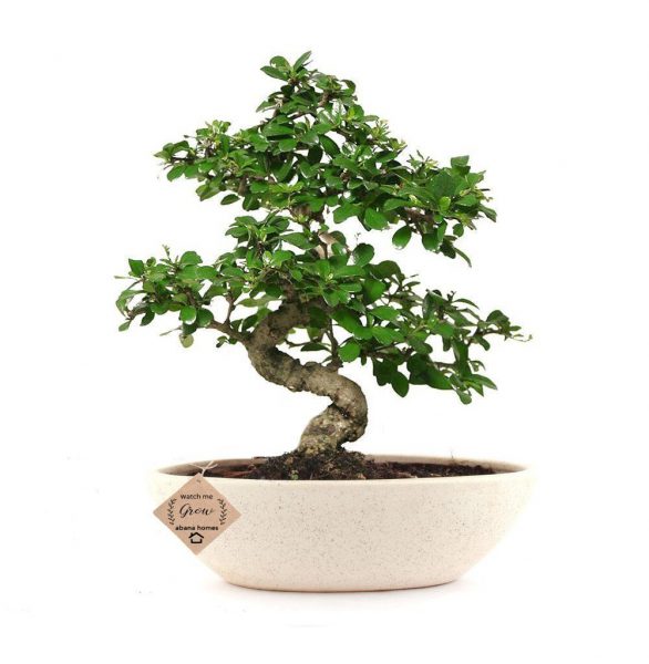 Los 4 mejores árboles de bonsái de interior que no requieren mantenimiento