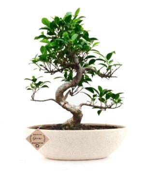 ficus bonsai plant