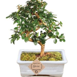 Ficus Plant