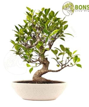 Ficus Bonsai Plant