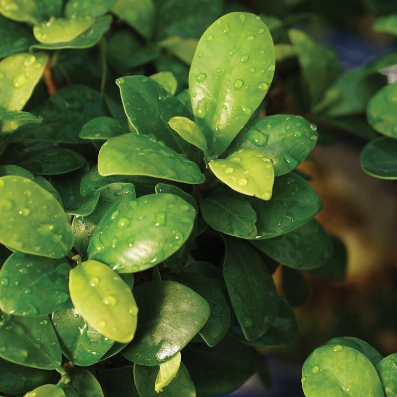 Ficus Plant Leaves