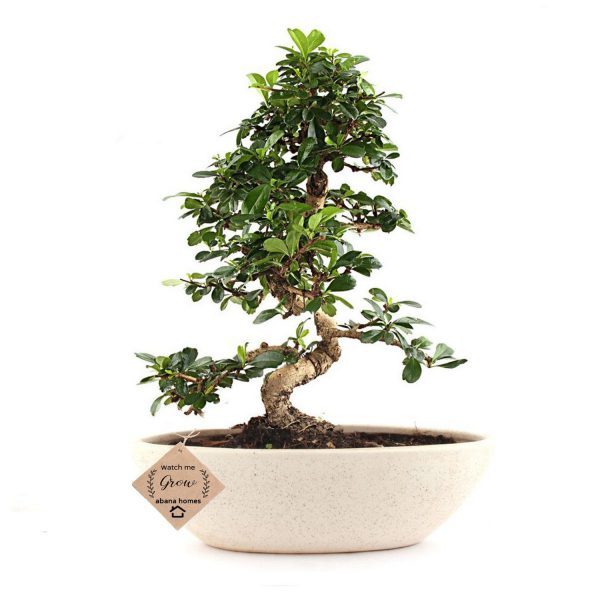 indoor bonsai tree online in india delhi