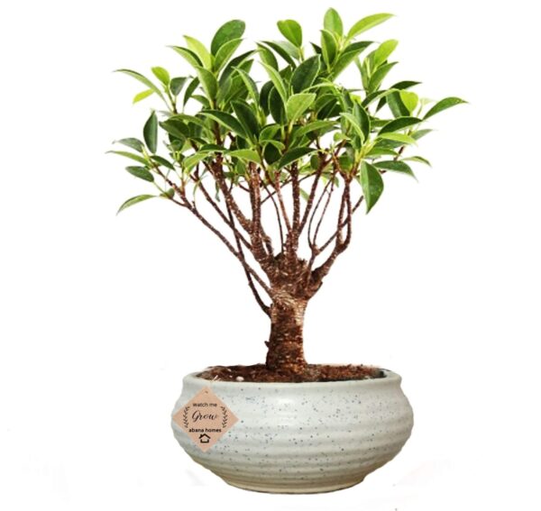 I Shape Ficus Bonsai Live Plants with Beautiful Pot