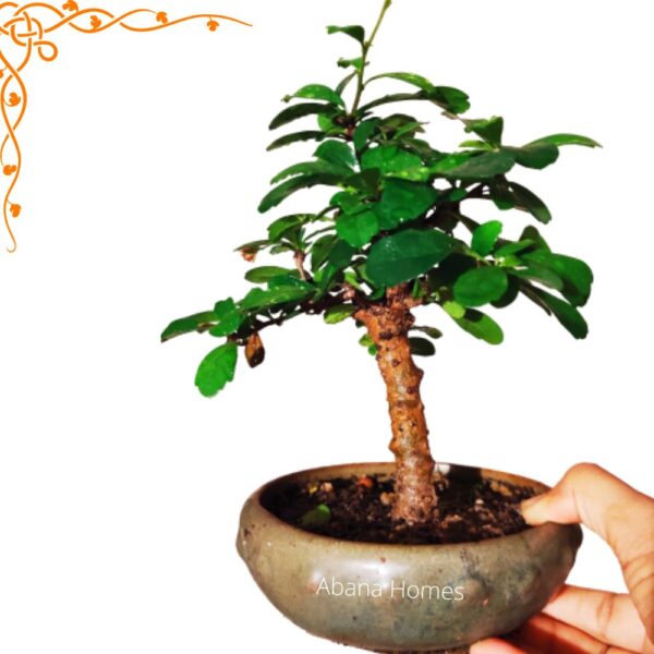 Carmona flowering bonsai plant