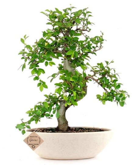 Buy Bonsai Plants in Ahmedabad | Bonsai Tree Price in Ahmedabad