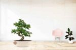 Carmona Bonsai Tree in Living Room