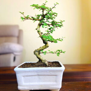 Carmona Bonsai Tree in White Rectangular Ceramic Pot