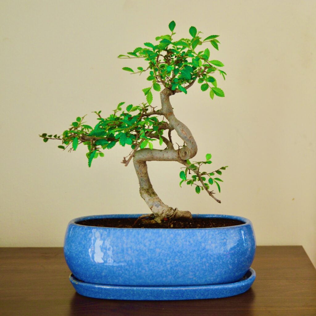 Chinese Elm Bonsai Tree in Blue Bonsai Pot with Tray 5 Years