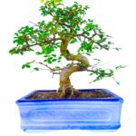 Chinese Elm Bonsai Tree 10 Years Old in Blue Ceramic Bonsai Tray