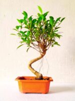 Ficus Plant Bonsai In Plastic Pot 12 Inches 4 YEARS OLD