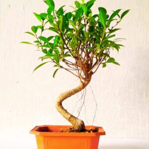 Ficus Plant Bonsai In Plastic Pot 12 Inches 4 YEARS OLD