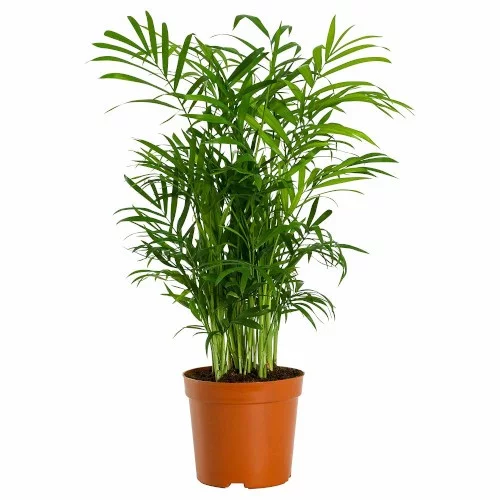 Buy Chamaedorea Mini Palm - 2-5 Days Free Delivery