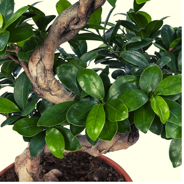 Stylish MultiCurve Podacate Ficus Bonsai Tree (50cms - 60cms)