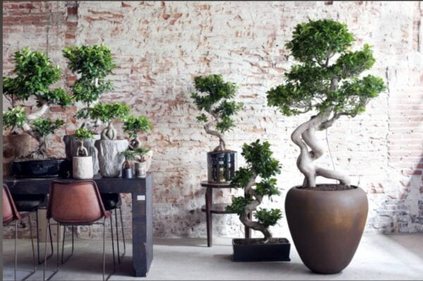 Stylish MultiCurve Podacate Ficus Bonsai Tree (50cms - 60cms)
