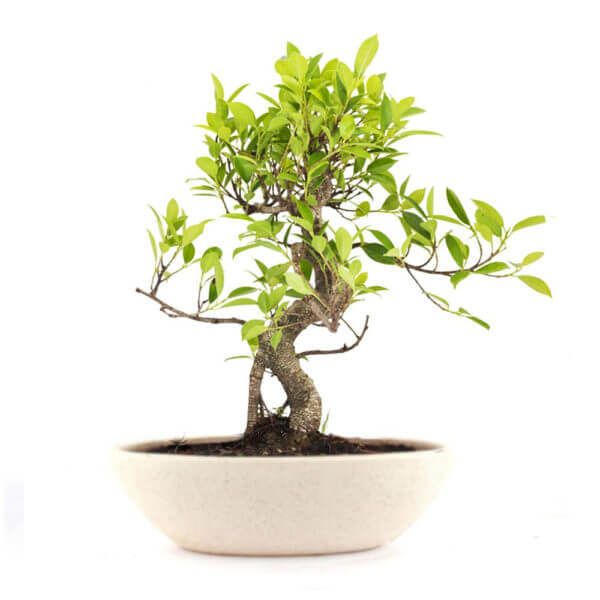 Stylish Ficus Plant Bonsai 4 Yrs (20cm)