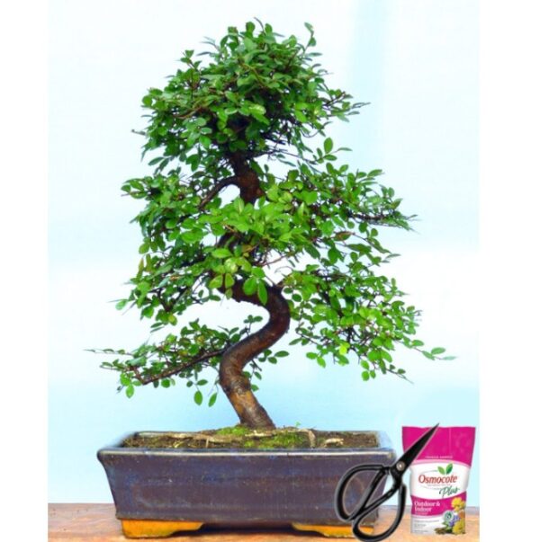 Ulmus Bonsai Tree - 12 Year Old - 35 CM