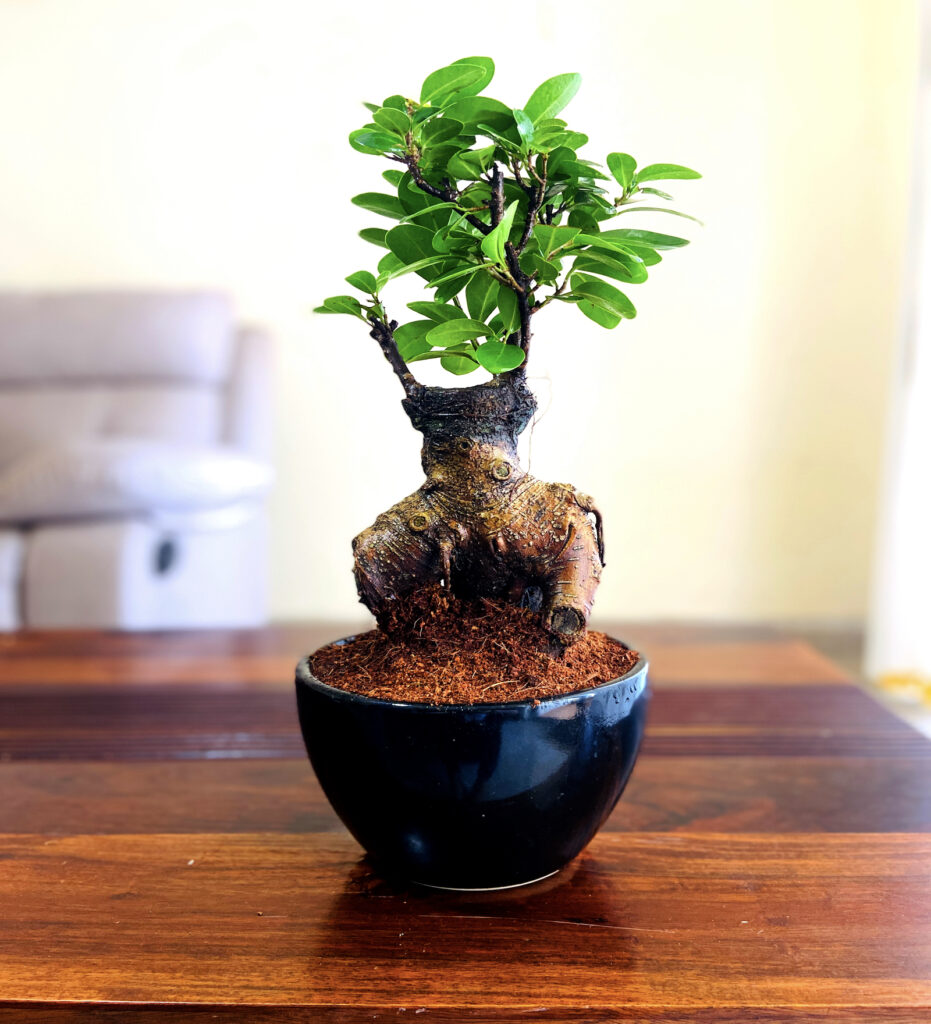 ficus bonsai tree in black ceramic pot